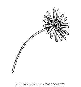 Botanical black and white ink drawing of a drooping wildflower with elongated petals and a thin curved stem. Hand drawn vintage-style floral illustration for herbal themes, nature decor, and print.