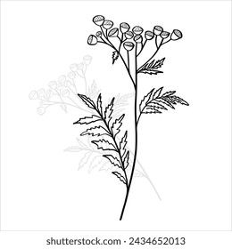 Botanical Black and white Natural Elements vector background