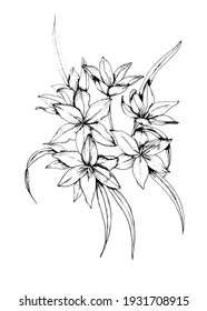 Botanical black and white vector illustration of African flowering plant. Bobartia indica. Ink sketch