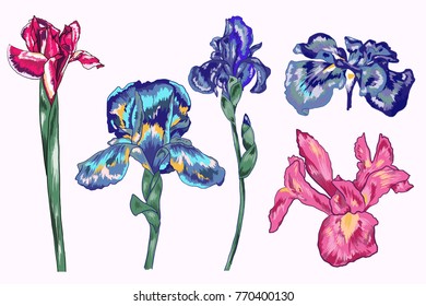 Botanical Blue Iris Vector Elements Pack