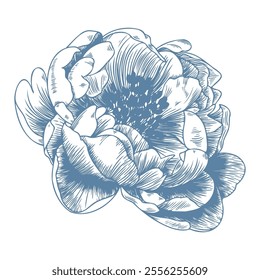 Botanical blue wedding flower on white background. Hand drawn floral, flower and leaf branch in toile de jouy style. Line art for wedding, monogram, invitation, greeting, logo, birthday cards.