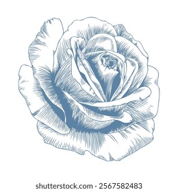 Botanical blue wedding flower on white background. Hand drawn floral, flower and leaf branch in toile de jouy style. Line art for wedding, monogram, invitation, greeting, logo, birthday cards.