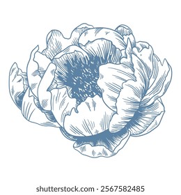 Botanical blue wedding flower on white background. Hand drawn floral, flower and leaf branch in toile de jouy style. Line art for wedding, monogram, invitation, greeting, logo, birthday cards.