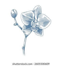Botanical blue wedding flower on white background. Hand drawn floral, flower and leaf branch in toile de jouy style. Line art for wedding, monogram, invitation, greeting, logo, birthday cards.