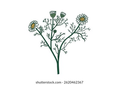 Botanical bouquet chamomile isolated on white background. Hand drawn medicinal plant with Stems Leaves Flowers vector illustration. Graphic design element for Birthday Greeting Card Print Poster Page