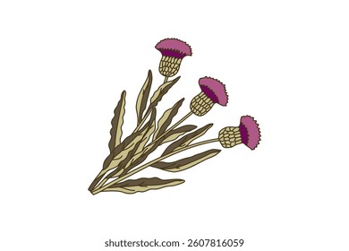 Botanical bouquet cornflowers isolated on white background. Hand drawn plants with stems, leaves, flowers vector illustration. Graphic design elements for Birthday Poster Invitation Greeting Card