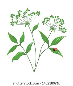 Botanical bouquet with elements-field grass leaves and ladybug. Garden and wild foliage branches isolated on white.  Vector graphics.