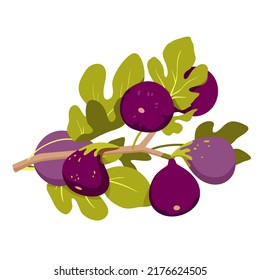 Botanical branch of figs fruits. Soft pear shaped fruit, exotic ficus tree, enriched vitamins food, snack and dried dessert, sweet edible fruit, ripe purple figs vector illustration