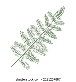 botanical branch illustration over white