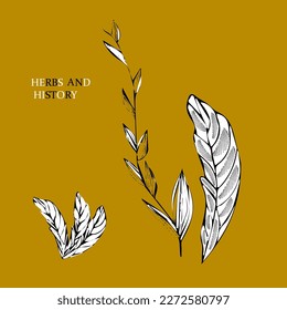 Botanical branch.Hand drawn.Vector illustration. Herbs and history.