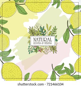 Botanical card with Herbs, fruits and flowers for design beauty products for care, individual products for the company, for designer tea packaging or organic food. Editable vector illustration