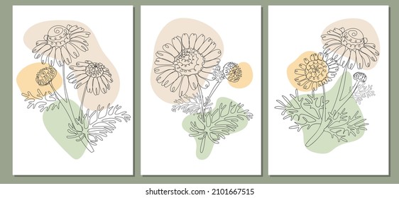 Botanical cards with Chamomile. Gallery wall art set of 3 printable minimalist print. Hand drawn vector illustration