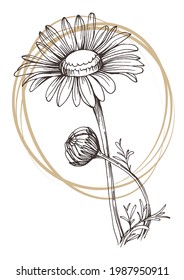 Botanical chamomile wall art vector. Minimalist boho foliage line art drawing with abstract shape. Abstract Plant Art design for print, cover, wallpaper, Minimal and natural wall art.