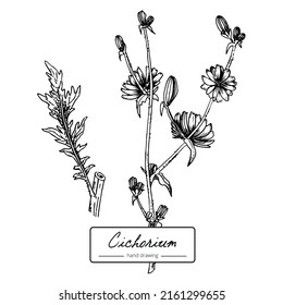 Dibujo de mano del vector de achicoria botánico