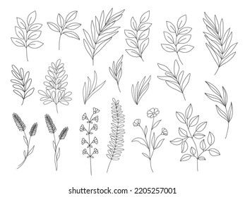 Botanical clip art. Line art vector wildflowers sketch. Line drawn leaves and branches