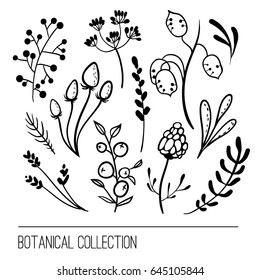 Botanical collection with berry, herbs and wild flowers. Hand drawn vector floral set. Sketch style illustration