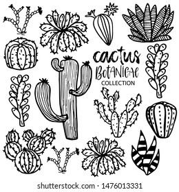 Botanical Collection Cactus Hand Drawn Succulent Stock Vector (Royalty ...