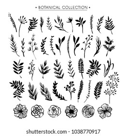 Botanical collection. Flowers, branches, and leaves. Hand drawn design elements. Nature vector illustration.