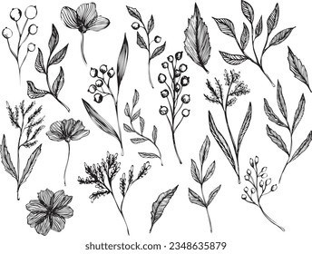 Botanical collection. Flowers, branches, and leaves. Set of vector hand drawn illustrations of outlines in doodle style. design elements for tattoos, cards, logos, prints.