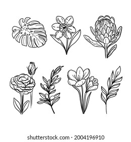 Botanical collection of flowers and plants. Vector illustration
