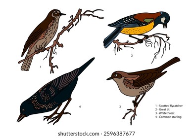 Botanical collection with garden birds isolated on white background. Hand drawn colorful set of birds vector illustration. Graphic design for School Learning Material Manual Science Book Card Print 