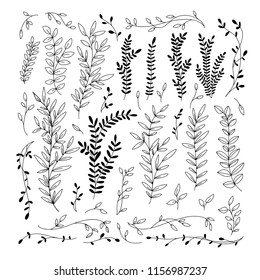 Botanical collection. Hand drawn branches and leaves. Vector design elements. Nature vector illustration.