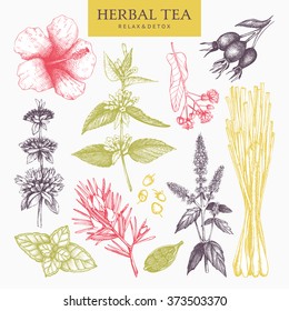 Botanical collection of hand drawn herbal tea ingredients. Decorative pastel set of vintage herbs and spice sketch. Vector illustration