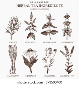 Botanical Collection Of Hand Drawn Herbal Tea Ingredients. Decorative Vector Set Of Vintage Herbs Sketch 