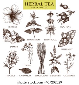 Botanical collection of hand drawn herbal tea ingredients. Decorative vector set of vintage medicinal herbs and spice sketch isolated on white.