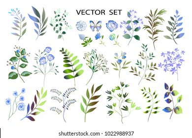 Botanical collection. Herbs, leaves, flowers. A set of decorative elements.Vector illustration. Variety of shapes and colors.