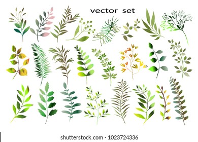 Botanical collection. Herbs, leaves, flowers. A set of decorative elements.Vector illustration. Variety of shapes and colors.