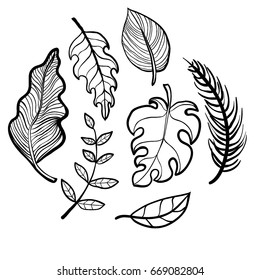 Botanical collection with sketch style leaves. Free hand doodles. Monochrome outline hand drawn illustration. Fall, autumn plants. Black and white vector nature set. Forest, tree.