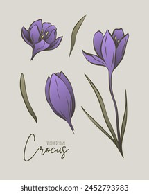 Conjunto de colores botánicos de la línea de ilustración de flores de azafrán para invitación de boda y tarjetas, diseño de logotipo, Web, medios sociales y póster, Plantilla, publicidad, industria estética y cosmética.