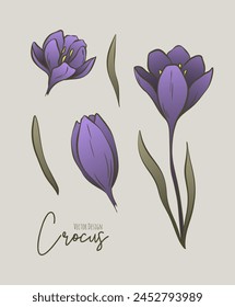 Botanical colored set of line illustration of crocus flowers for wedding invitation and cards, logo design, web, social media and poster, template, advertisement, beauty and cosmetic industry.