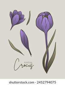 Botanical colored set of line illustration of crocus flowers for wedding invitation and cards, logo design, web, social media and poster, template, advertisement, beauty and cosmetic industry.