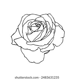 Botanical contour, linear sketch of a rose flower. Vector graphics.