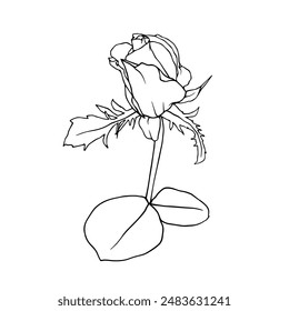 Botanical contour, linear sketch of a rose flower. Vector graphics.