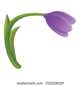 Botanical crocus icon. Cartoon of botanical crocus vector icon for web design isolated on white background
