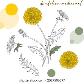 Botanical. The Dandelion medecinal flowers .