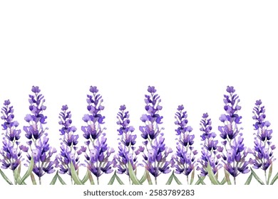 Botanical decoration with lavender plants, violet blossomed herbs, French blooms and leaf.