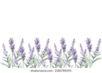 Botanical decoration with lavender plants, violet blossomed herbs, French blooms and leaf.