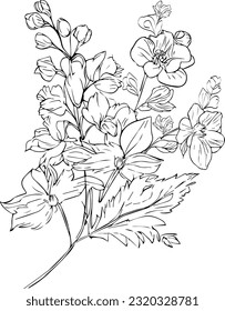 botanical delphinium drawing, isolated larkspur flower line art balck and white clipart, tattoo simple delphinium flower drawing, simple larkspur flower drawing, july bitth flower illustrtion.