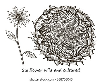Botanical detailed illustration of a flower of wild and cultivated sunflower. Vector