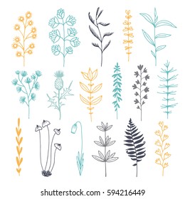 Botanical doodle color illustration, vector set with drawn leaves, herbs and flowers, floral collection isolated on white background