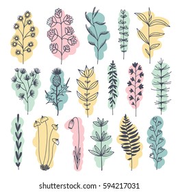 Botanical doodle illustration, color vector set with drawn leaves, herbs and flowers, floral collection isolated on white background