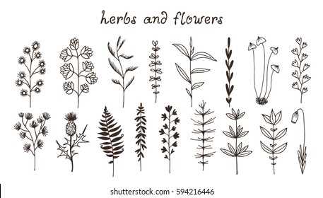 Botanical doodle illustration, vector set with drawn leaves, herbs and flowers, floral collection isolated on white background with text