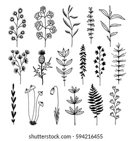 Botanical doodle illustration, vector set with drawn leaves, herbs and flowers, floral collection isolated on white background