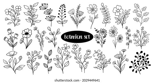 Botanical doodle set with flowers and plants