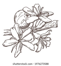 Botanical drawing of coffee tree branch with flowers and ripe fruits isolated on white background. Monochrome hand drawn in ink and pen vector illustration. 