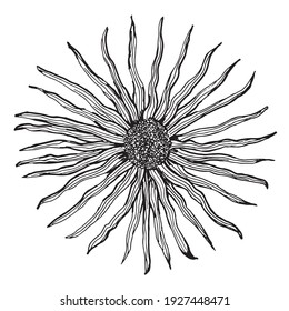 Botanical drawing of Devyasil high, black and white sketch of doodle on a white background